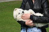 ADULTE ET CHIEN 508